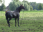 Prio 2 Dier te Water Paard Dykhuzen Gerkesklooster